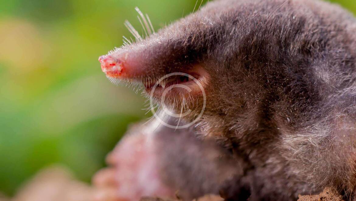 Mole Control