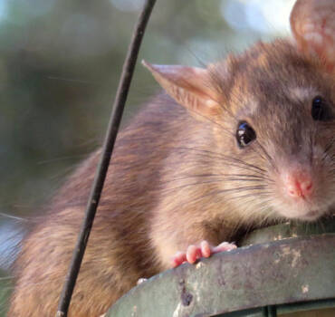 pecon-pro-maeuse-ratten1.jpg