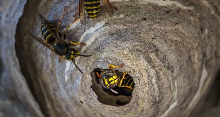 Wespen im Anflug – So verhindern Sie den Nestbau an Ihrem Haus