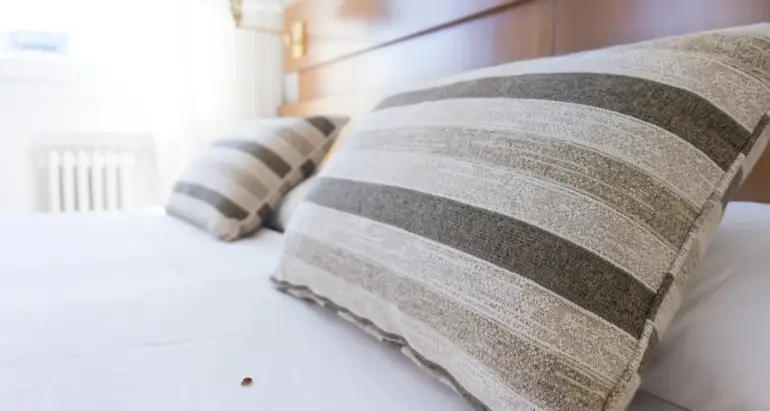 Bettwanzen nach dem Urlaub – So verhindern Sie eine Einschleppung
