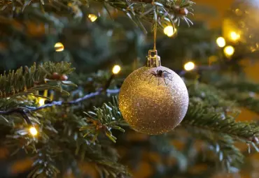 Weihnachtsbaum-Schädlinge – Wie Sie ungebetene Gäste vermeiden