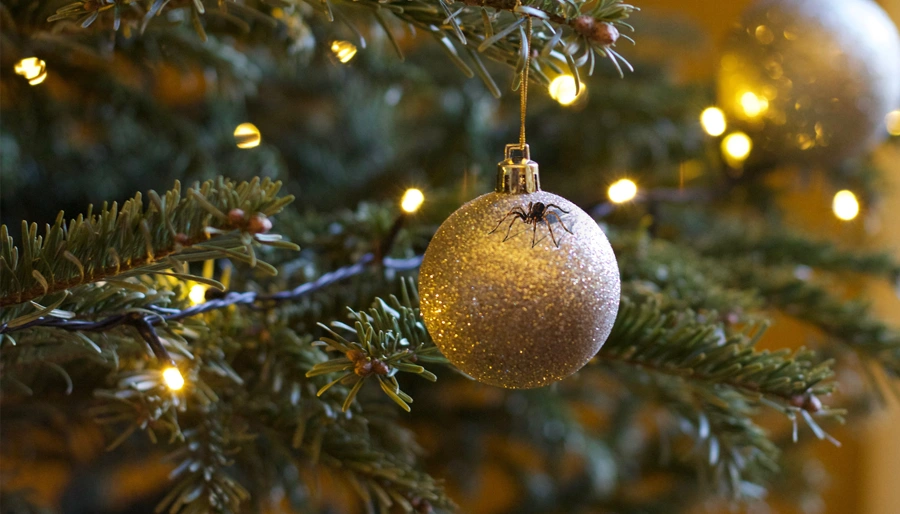 Weihnachtsbaum-Schädlinge – Wie Sie ungebetene Gäste vermeiden