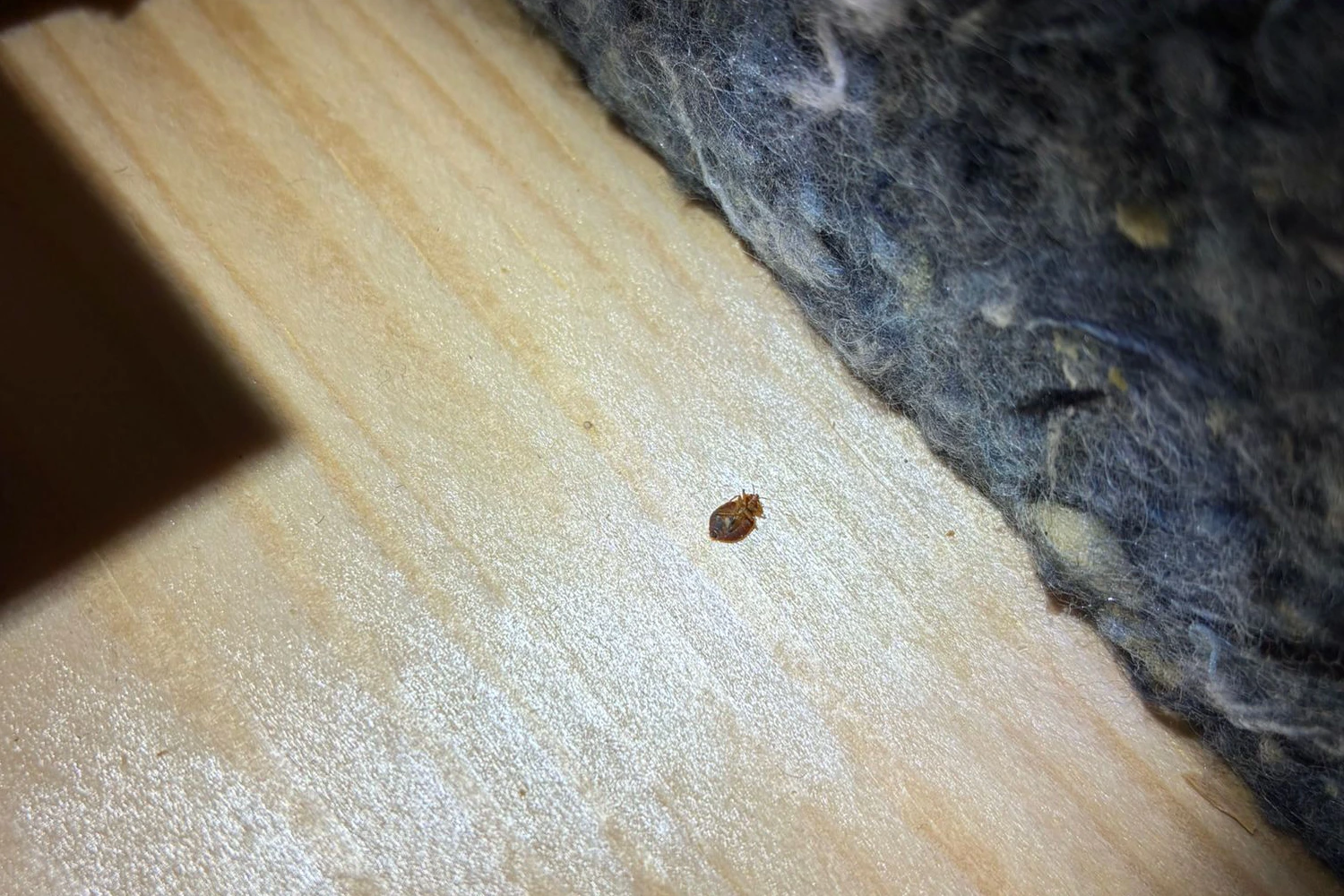 Tote Bettwanze auf dem Bettrahmen – Bettwanzenbekämpfung durch Pecon Pro Flein