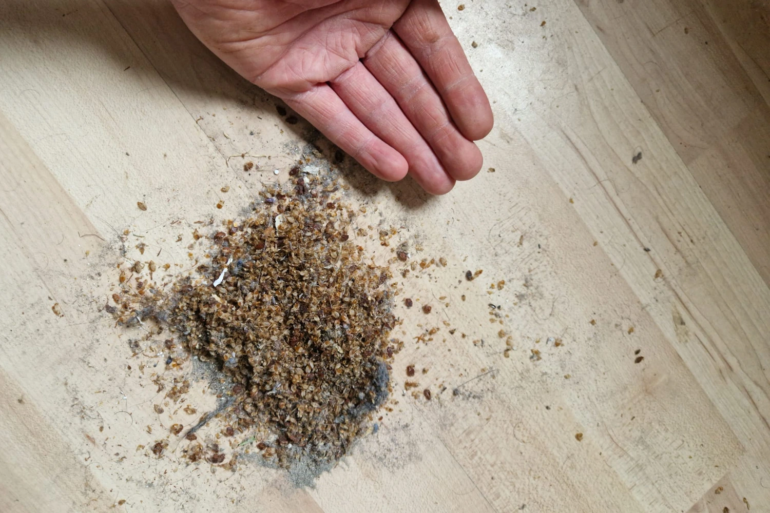 Hand mit ca. 1000 toten Bettwanzen – Bettwanzenbekämpfung durch Pecon Pro Flein