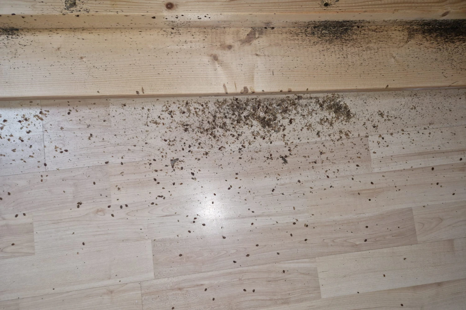 Bettrahmen mit toten Bettwanzen – Bettwanzenbekämpfung durch Pecon Pro Flein