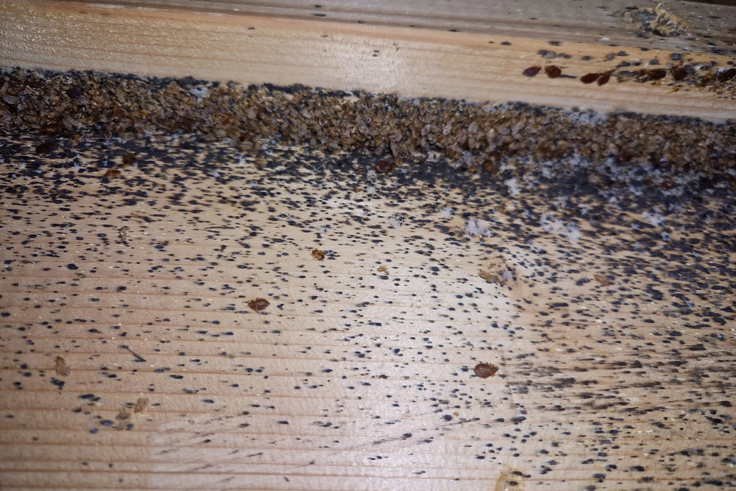 Bettunterseite mit toten Bettwanzen – Bettwanzenbekämpfung durch Pecon Pro Flein