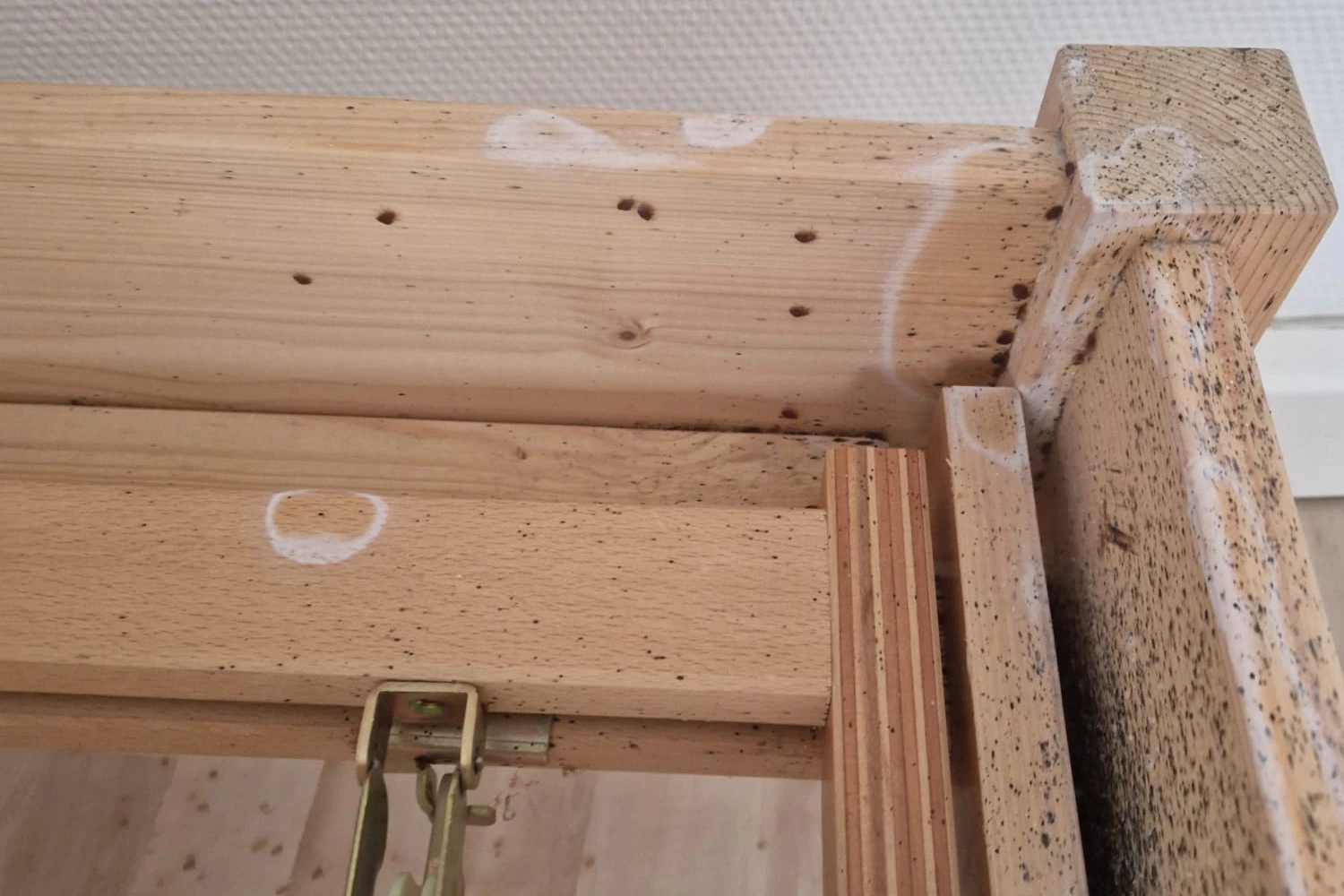 Bettgestell mit lebenden Bettwanzen – Bettwanzenbekämpfung durch Pecon Pro Flein