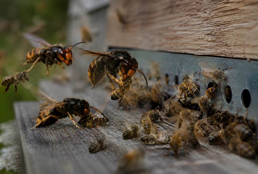 Asiatische Hornissen bei einem Angriff auf einen Bienenstock.