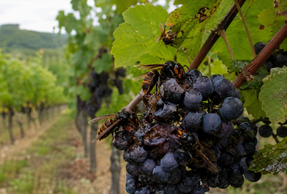 Asiatische Hornissen fressen gerade an einer Weinrebe.